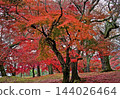 red maple leaves in autumn 144026464