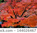 colorful autumn trees in the garden 144026467