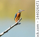blue bird on the branch in the morning 144026471