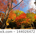 red maple tree in autumn 144026472