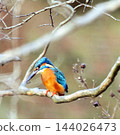 a bird with a hazelnut in the beak 144026473