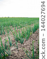 Green onion plants growing in rows in a fertile spring field, presenting concepts of agriculture, farming, and organic food production 144027694