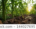 Young corn plants growing in rows, cultivated farmland with rich soil, agricultural crop production at sunset 144027695