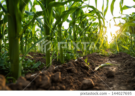 Young corn plants growing in rows, cultivated farmland with rich soil, agricultural crop production at sunset Young corn plants growing in rows, cultivated farmland with rich soil, agricultural crop production at sunset 144027695