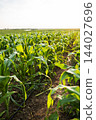 Growing cornfield with young green plants and irrigation drip lines receiving morning sunlight cultivating agricultural farmland 144027696