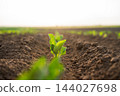 Young green plant growing in fertile black soil field under morning sunlight, concept of agriculture and new beginning 144027698