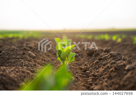 Young green plant growing in fertile black soil field under morning sunlight, concept of agriculture and new beginning 144027698