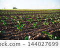 Green plants growing in rows on rich soil, showing agriculture, organic farming and new life concepts 144027699
