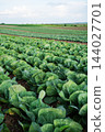 Rows of vibrant green cabbage plants thrive in cultivated soil, extending into the distance under a bright sky 144027701