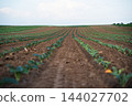 Young plants growing in long, straight rows within fertile soil, indicating farming and sustainable agriculture 144027702