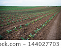 Young plants growing in parallel rows on fertile farm field for agriculture and food production 144027703