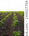 Growing young potato plants creating neat rows in fertile soil on an agricultural farm field cultivating fresh organic yield 144027704