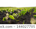 Young soybean plants growing in rows in rich soil on a farm field at sunrise, symbolizing new life and agriculture 144027705