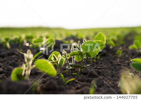 Young soybean plants growing in rows in rich soil on a farm field at sunrise, symbolizing new life and agriculture 144027705