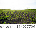 Rows of young soybean seedlings growing in a vast agricultural field under a bright sky, symbolizing farming and growth 144027706