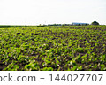 Young green crop plants growing in fertile soil on an agricultural field under clear sky during summer 144027707