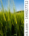 Green barley field growing under a clear blue sky, demonstrating agricultural prosperity and natural abundance 144027712
