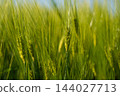 Fresh green barley growing in a cereal field under summer sky symbolizing agriculture and sustainable food 144027713