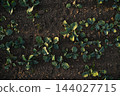 Rapeseed oilseed and canola Brassica seedlings covering wide farmland under warm light, early season agriculture landscape 144027715