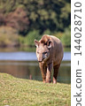 Tapir in a clearing 144028710