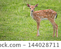Young fallow deer in the forest 144028711