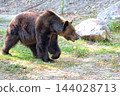 Brown bear in a clearing 144028713