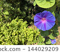 藍紫色牽牛花花 144029209