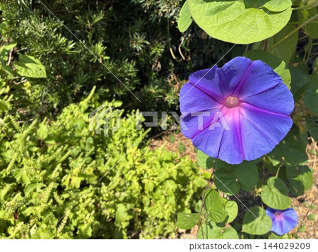 藍紫色牽牛花花 藍紫色牽牛花花 144029209