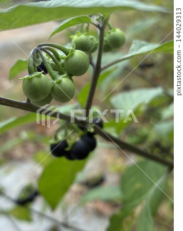 枝條上長著一串串未成熟的綠色果實 144029313