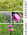 Botanical photo collage set of wild meadow flowers chamomile lavender and milk thistle in vertical view with copy space 144031067