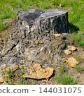 Weathered tree stump with bracket fungi and moss surrounded by green grass on forest ground in square view with copy space 144031075