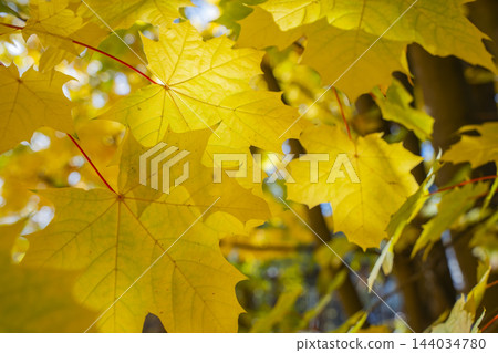 Bright yellow autumn maple leaves glowing in warm sunlight, seasonal nature background Bright yellow autumn maple leaves glowing in warm sunlight, seasonal nature background 144034780
