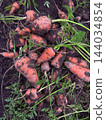 Freshly harvested orange carrots with green top on dark soil 144034854