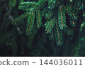 Dark spruce branches on teal - moody christmas card background with copy space 144036011