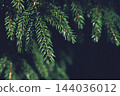 Dark spruce branch on black - moody christmas card background with copy space 144036012