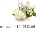 Angelica and Japanese snowball against a white background 144036106