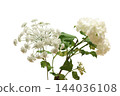 Angelica and Japanese snowball against a white background 144036108