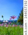 The background of the environmental advertisement features a cosmos field and a beautiful blue sky, evoking the refreshing arrival of autumn. The background of the environmental advertisement features a cosmos field and a beautiful blue sky, evoking the refreshing arrival of autumn. 144037192