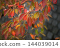 Autumn leaves of cherry blossoms on the Shinano River and Yasuragi Embankment 144039014