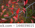 Autumn leaves of cherry blossoms on the Shinano River and Yasuragi Embankment 144039015