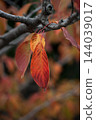Autumn leaves of cherry blossoms on the Shinano River and Yasuragi Embankment 144039017