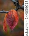 Autumn leaves of cherry blossoms on the Shinano River and Yasuragi Embankment 144039018