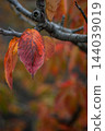 Autumn leaves of cherry blossoms on the Shinano River and Yasuragi Embankment 144039019