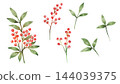 Watercolor illustration of Nandina 144039375