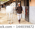Asian woman horse breeder leading white racehorse along stables outdoors 144039872