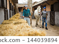 Older woman leading horse along stalls outdoor while young female worker stacking hay 144039894