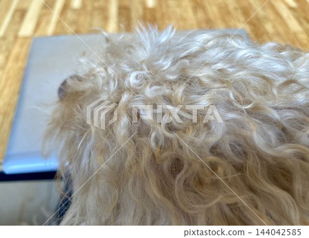 Fluffy blonde dog coat on a rustic wooden floor texture, Munich, Bavaria, Germany. Fluffy blonde dog coat on a rustic wooden floor texture, Munich, Bavaria, Germany. 144042585