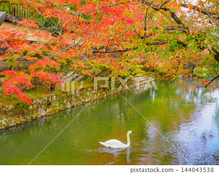 A picturesque canal scene capturing swans gracefully floating on the surface of the Kurashiki River, reflecting the beautiful autumn foliage near Imabashi Bridge in the Kurashiki Bikan Historical Quarter during the fall. A picturesque canal scene capturing swans gracefully floating on the surface of the Kurashiki River, reflecting the beautiful autumn foliage near Imabashi Bridge in the Kurashiki Bikan Historical Quarter during the fall. 144043538