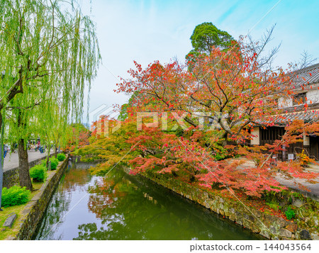 In the autumnal Kurashiki Bikan Historical Quarter, a picturesque white-walled canal scene is captured, with the Kurashiki River near Imabashi Bridge reflecting the vibrant autumn foliage, and a glimpse of the exterior of the Ohara Residence. In the autumnal Kurashiki Bikan Historical Quarter, a picturesque white-walled canal scene is captured, with the Kurashiki River near Imabashi Bridge reflecting the vibrant autumn foliage, and a glimpse of the exterior of the Ohara Residence. 144043564