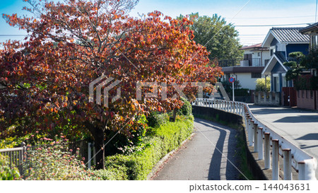 Plants and autumn foliage along the Onda River and Takasaka walking path, giving a sense of the arrival of autumn (Machida City, Tokyo) Plants and autumn foliage along the Onda River and Takasaka walking path, giving a sense of the arrival of autumn (Machida City, Tokyo) 144043631